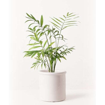 観葉植物 テーブルヤシ 4号 アンティークテラコッタ ホワイト 付き Hitohana ひとはな 観葉植物テーブルヤシ 通販モノタロウ Table Palm 11