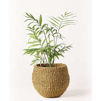 Table Palm 14 観葉植物 テーブルヤシ 4号 アバカバスケット オリーブ 付き 1鉢 Hitohana ひとはな 通販サイトmonotaro