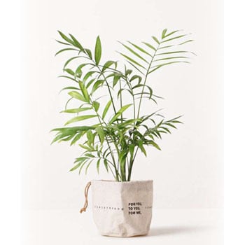 観葉植物 テーブルヤシ 4号 ラップサック 付き Hitohana ひとはな 観葉植物テーブルヤシ 通販モノタロウ Table Palm 15