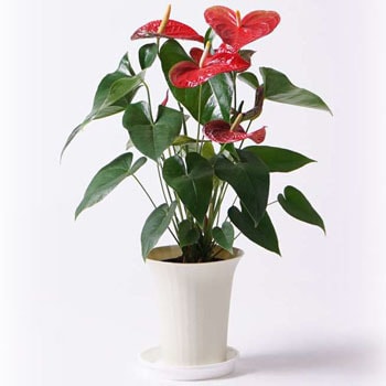 Anthurium 381 観葉植物 アンスリウム 6号 ダコタ プラスチック鉢 贈答用 名入れ 1鉢 Hitohana ひとはな 通販サイトmonotaro
