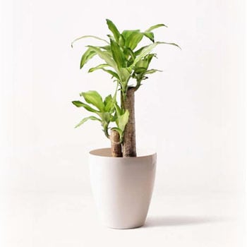 Massangeana 144 観葉植物 ドラセナ 幸福の木 6号 ノーマル ラスターポット 付き 1鉢 Hitohana ひとはな 通販サイトmonotaro