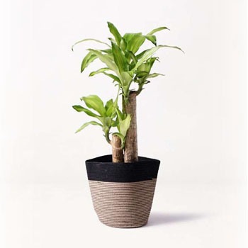 Massangeana 146 観葉植物 ドラセナ 幸福の木 6号 ノーマル リブバスケットnatural And Black 付き 1鉢 Hitohana ひとはな 通販サイトmonotaro