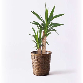 Yucca 248 観葉植物 ユッカ 6号 ノーマル 竹バスケット 付き 1鉢 Hitohana ひとはな 通販サイトmonotaro