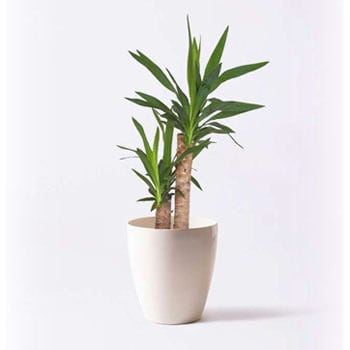 yucca-249 観葉植物 ユッカ 6号 ノーマル ラスターポット 付き 1鉢