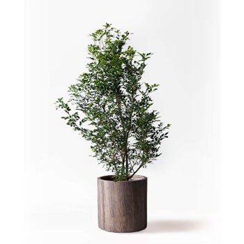 Silkjasmine 7 観葉植物 シルクジャスミン 10号 アルファシリンダープランター 付き 1鉢 Hitohana ひとはな 通販サイトmonotaro