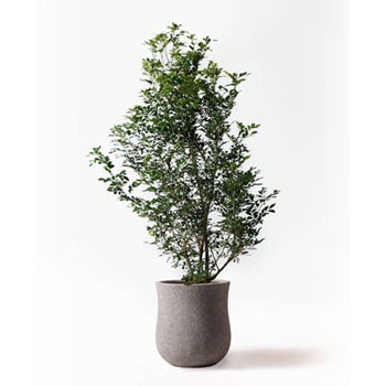 観葉植物 シルクジャスミン 10号 アローナラウンド グレイ 付き - HitoHana(ひとはな)