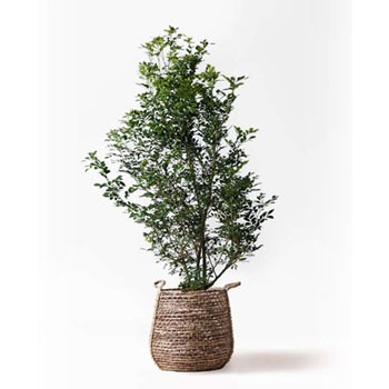 Silkjasmine 30 観葉植物 シルクジャスミン 10号 リゲル 茶 付き 贈答用 名入れ 1鉢 Hitohana ひとはな 通販サイトmonotaro