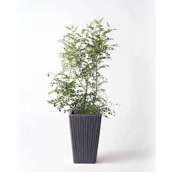 人気満点 silkjasmine-67 観葉植物 ウィッカー 8号 シルクジャスミン フェイスクリーム