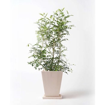 Silkjasmine 78 観葉植物 シルクジャスミン 8号 パウダーストーン 白 付き 1鉢 Hitohana ひとはな 通販サイトmonotaro