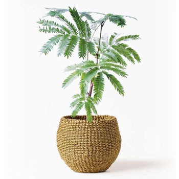 【お客♡】エバーフレッシュ♥記念品 everfresh-235 観葉植物 エバーフレッシュ 4号 ボサ造り アバカ