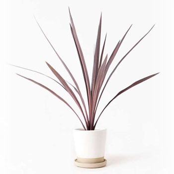 Cordyline Redstar 4 観葉植物 コルディリネ コルジリネ レッドスター 4号 マット グレーズ テラコッタ ホワイト 付き 贈答用 名入れ 1鉢 Hitohana ひとはな 通販サイトmonotaro