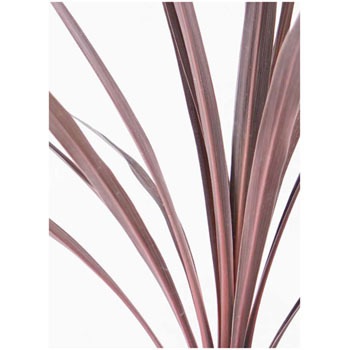 Cordyline Redstar 14 観葉植物 コルディリネ コルジリネ レッドスター 4号 アバカバスケット オリーブ 付き 1鉢 Hitohana ひとはな 通販サイトmonotaro