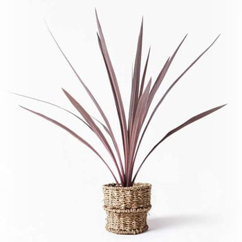 cordyline-redstar-26 観葉植物 コルディリネ (コルジリネ) レッド