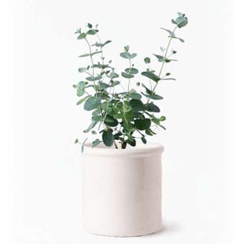 Eucalyptus Gunnii 211 観葉植物 ユーカリ 3号 グニー アンティークテラコッタ ホワイト 付き 1鉢 Hitohana ひとはな 通販サイトmonotaro