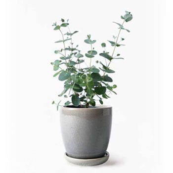 Eucalyptus Gunnii 224 観葉植物 ユーカリ 3号 グニー アステア トール ライトグレー 付き 1鉢 Hitohana ひとはな 通販サイトmonotaro