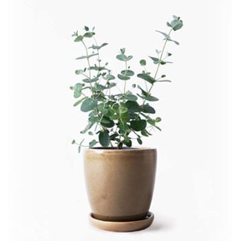 Eucalyptus Gunnii 225 観葉植物 ユーカリ 3号 グニー アステア トール ブラウン 付き 1鉢 Hitohana ひとはな 通販サイトmonotaro