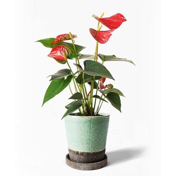 Anthurium 3 観葉植物 アンスリウム 4号 ダコタ ヴィフポット ミントグリーン 付き 1鉢 Hitohana ひとはな 通販サイトmonotaro