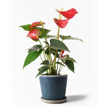 Anthurium 393 観葉植物 アンスリウム 4号 ダコタ フェイバーポット ブルー 付き 贈答用 名入れ 1鉢 Hitohana ひとはな 通販サイトmonotaro