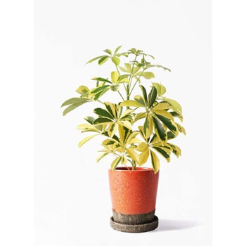 kapok-235 観葉植物 カポック(シェフレラ) 4号 斑入り ヴィフポット