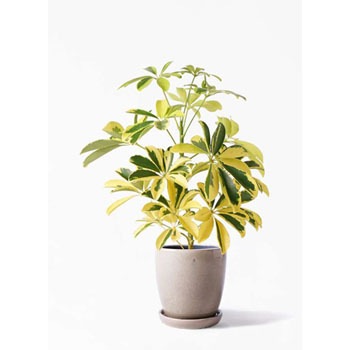 観葉植物 カポック シェフレラ 4号 斑入り アステア トール ベージュ 付き Hitohana ひとはな 観葉植物カポック シェフレラ 通販モノタロウ Kapok 248 観葉植物 カポック シェフレラ 4号 斑入り アステア トール ベージュ 付き Hitohana ひとはな 観葉植物カポック シェフレラ 通販モノタロウ Kapok 248