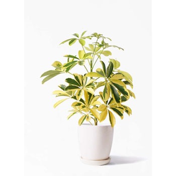 観葉植物 カポック シェフレラ 4号 斑入り アステア トール ホワイト 付き Hitohana ひとはな 観葉植物カポック シェフレラ 通販モノタロウ Kapok 251