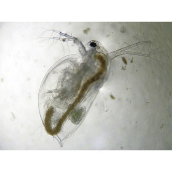 微生物観察用撥水グラス ナリカ