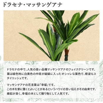 フェイクグリーン ドラセナ・マッサンゲアナ YAMAZEN(山善)