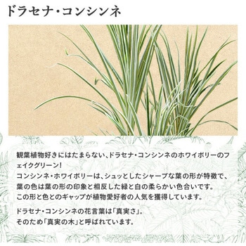 フェイクグリーン ドラセナ・コンシンネ YAMAZEN(山善)