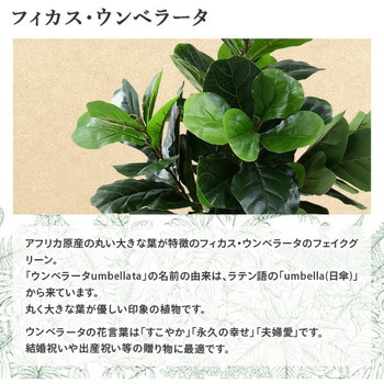 フェイクグリーン ウンベラータ YAMAZEN(山善)