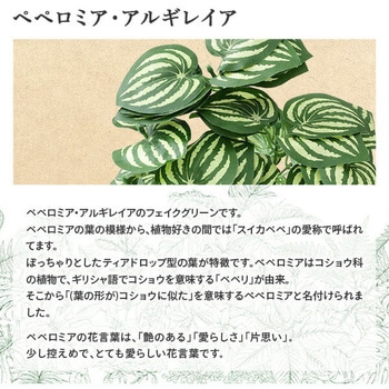 フェイクグリーン ペペロミア・アルギレイア YAMAZEN(山善)