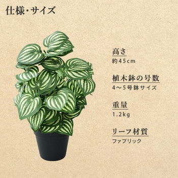 フェイクグリーン ペペロミア・アルギレイア YAMAZEN(山善)
