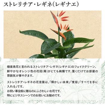 フェイクグリーン ストレリチア・レギネ YAMAZEN(山善)