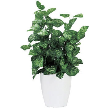 FGN-PK �l�H���� �j�V�L�H�� 28896359