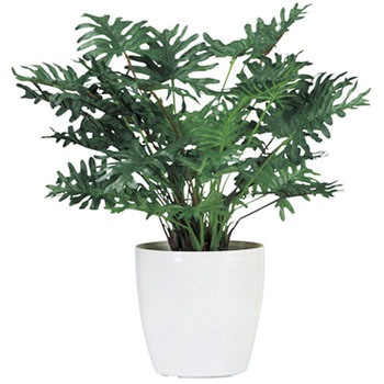 FGN-SP �l�H���� �j�V�L�H�� 28896368