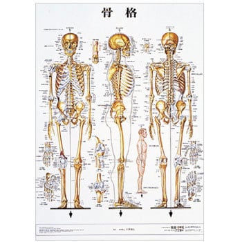 人体解剖学チャート ポスターサイズ 京都科学 骨格 人体モデル 通販モノタロウ