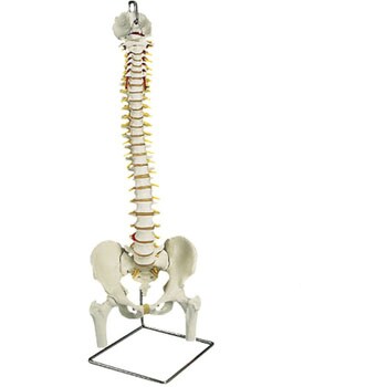 脊柱可動型モデル標準型(スタンド付) 京都科学 骨格・人体モデル