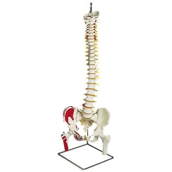 脊柱可動型モデル標準型(スタンド付) 京都科学 骨格・人体モデル