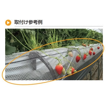 CP-656-N-1 イチゴ用ネット TAKIGEN(タキゲン) 長さ50m幅250mm 1