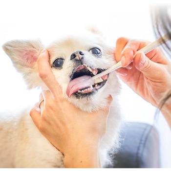 ミガケンデ 柔らかいヤギ植毛 小型犬用 MIGAKENDE