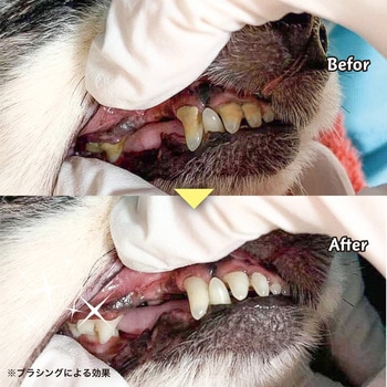 ミガケンデ 柔らかいヤギ植毛 小型犬用 MIGAKENDE