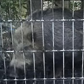 ファーレ旭式 イノシシ・シカ用箱罠ビッグサイズ 片扉 イノホイ