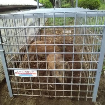 ファーレ旭式 イノシシ・シカ用箱罠ビッグサイズ 両扉 イノホイ