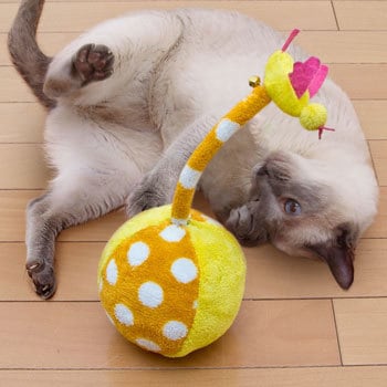 P-MCL-19 ~jLbgh ACXI[} 33519439