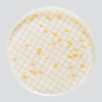 MXSMCTS48 �~���t���b�N�X�v���X�p���V�|�n(�①) Merck(�����N�~���|�A) 35723022