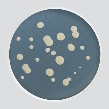 MXSMCYM48 �~���t���b�N�X�v���X�p���V�|�n(�①) Merck(�����N�~���|�A) 35723038