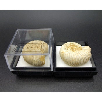 アンモナイト(四角ケース) - ナリカ