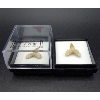 ナイティア　化石 スピノサウルス　歯　ネズミザメ　４個セット　ケース付き ナイティア 化石 スピノサウルス 歯 ネズミザメ 4個セット