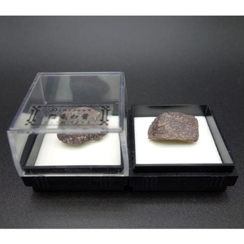 恐竜の骨(四角ケース) ナリカ