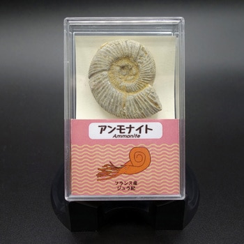 アンモナイト(スチロールケース) ナリカ