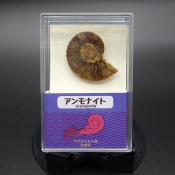 アンモナイト半切(スチロールケース) ナリカ
